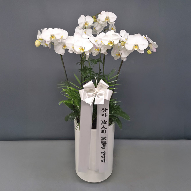꽃썸플라워 화이트 흰색 호접난 [서울.수도권만 가능 당일배송] 개업 축하난 빈소 장례식장 서양란, 1개