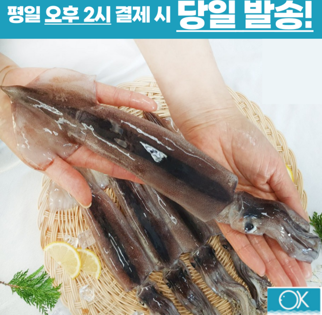 국내산 초코오징어 통오징어 5미 1kg 통찜용오징어 숙회용 선동오징어 생물오징어 급냉동오징어, 소(130g전후x6미),1kg내외, 2개