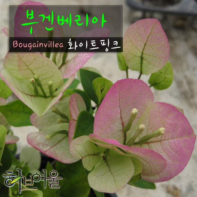 3위 - [허브여울] 부겐베리아 핑크엔젤 (화이트핑크) 지름 15cm 중품화분 (좋은흙만사용), 1개