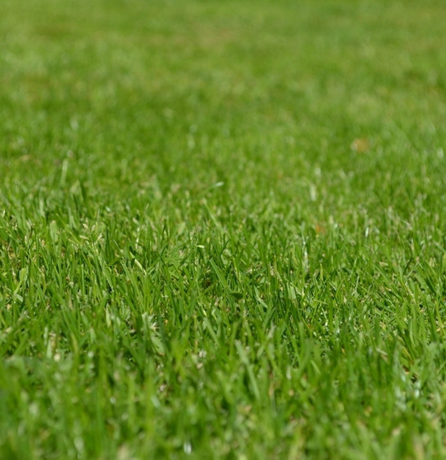 토사방지풀씨 (1리터) 땅의 유실이나 목초지 활용 녹지공간 만들기 장마철 토사유실 방지