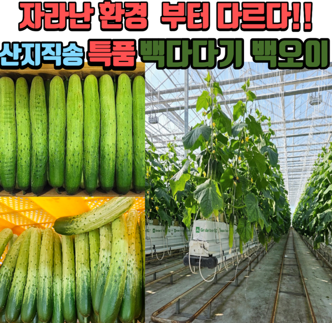 특상품 당일수확 국내산 백다다기 오이 수분가득 아삭한백오이 생오이 샐러드용 오이지용, 1박스, 2kg = 10개내외