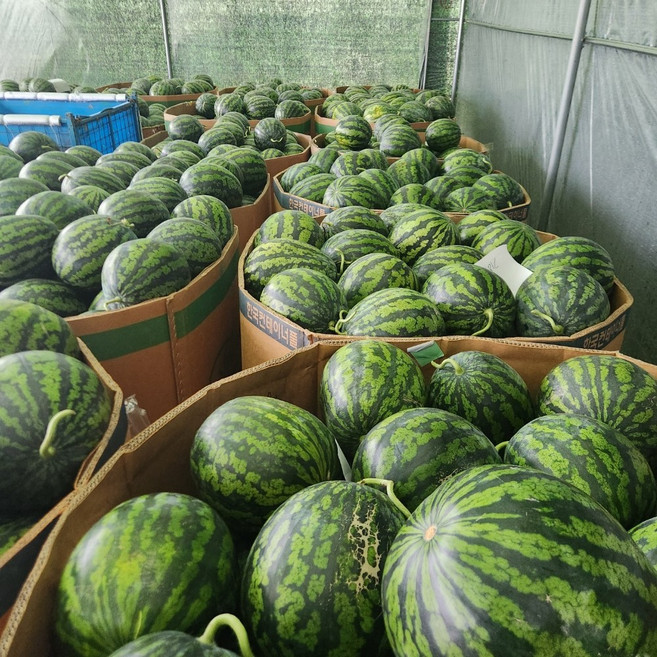 금메달농수산 정품 봄 하우스 수박, 1개, 4~5kg 내외