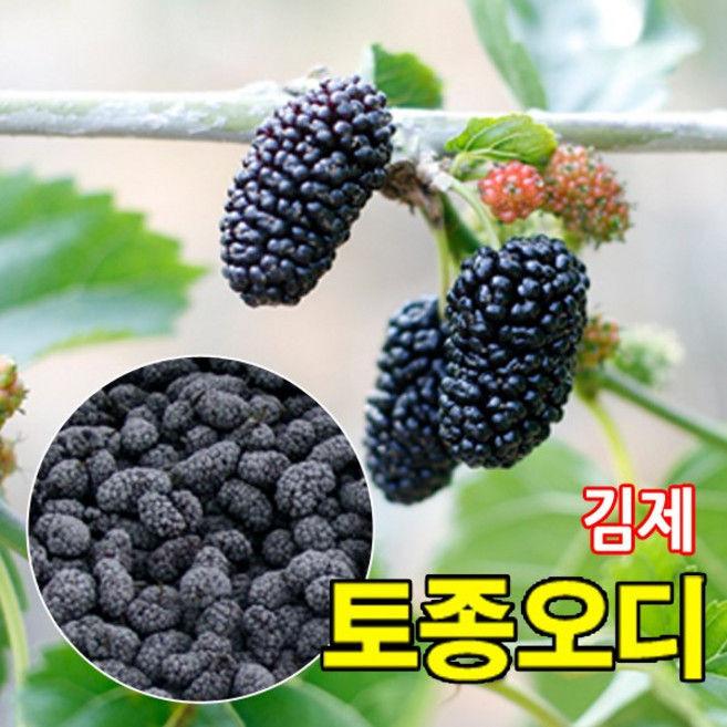 특품 햇 토종오디 급냉 선물용, 1박스, 토종오디 10kg