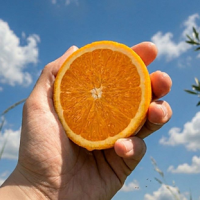 [총알배송] 프리미엄 고당도 미국산 블랙라벨 오렌지, 1박스, 1.5kg내외 (중소과/10과)