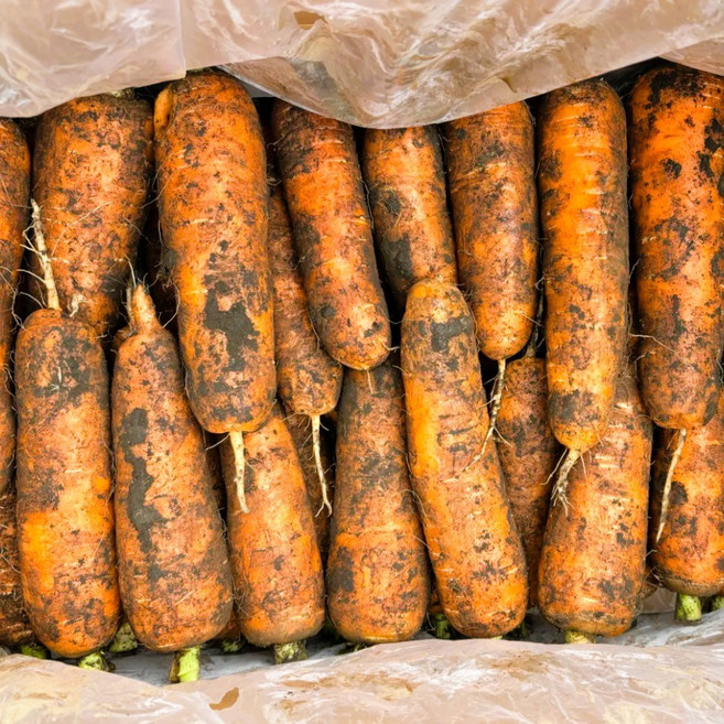 [제주 1등] 구좌 못난이 흙당근, 1세트, 당근 1번