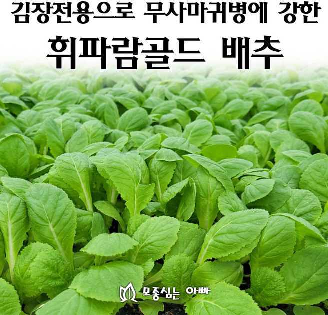 [모종심는아빠] 김장전용으로 무사마귀병에 강한 휘파람골드 배추, 70개, 모종