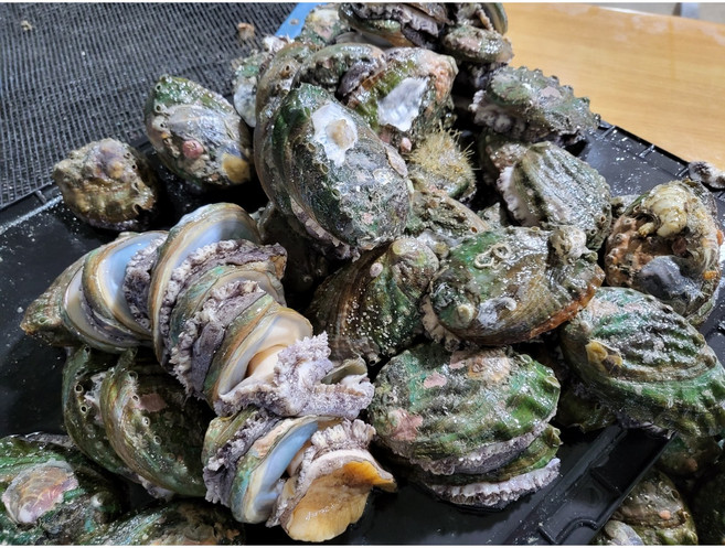 완도참전복 60~80미 1kg 더드림전복 노화 보길도 원조마을 오후1시주문까지 산지직송 전복솔증정 건강의섬, 1개