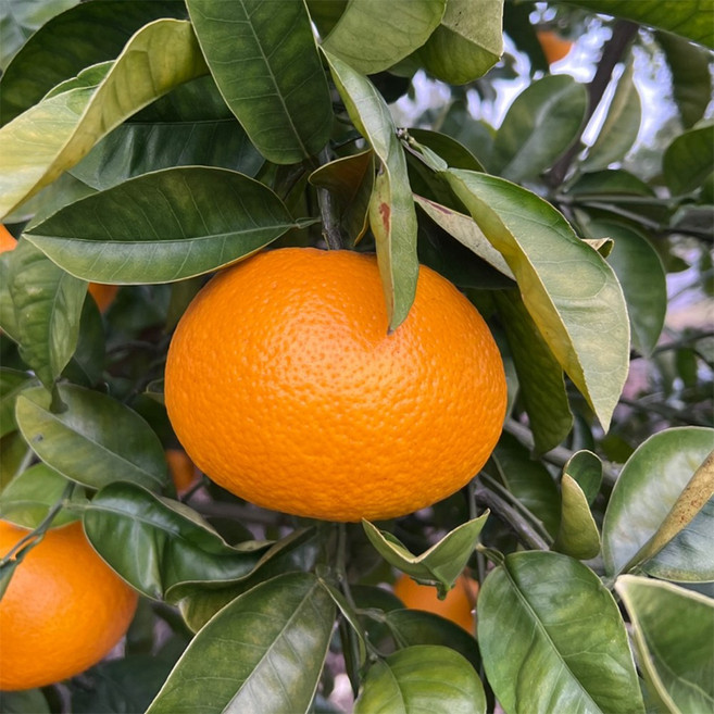 제주도 산지직송 하귤 나쓰미칸, 1개, 하귤 2,5kg