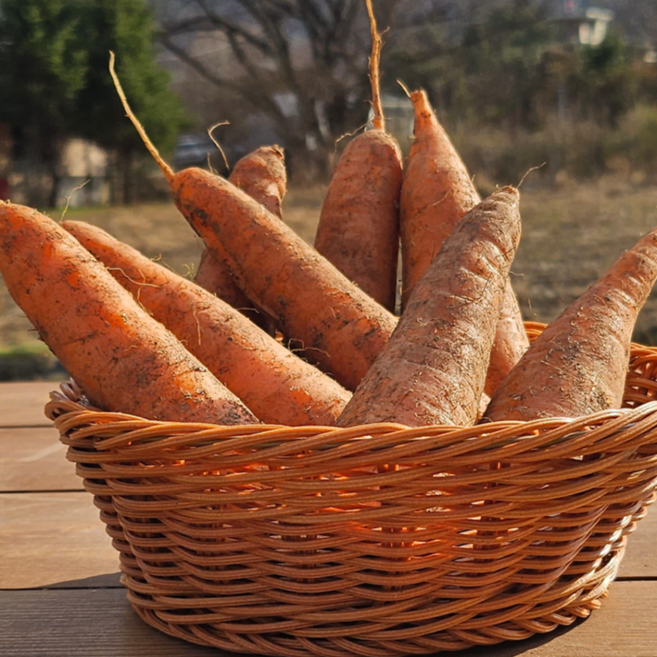 흙당근 국내산 제주 구좌 가정용 산지직송, 1박스, 3kg(특)