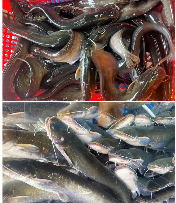 메기 1kg 생물 찜 매운탕 재료 회식 보양식 몸보신 민물고기 청원민물고기직판장, 메기1kg을손질, 1개, 즉석손질