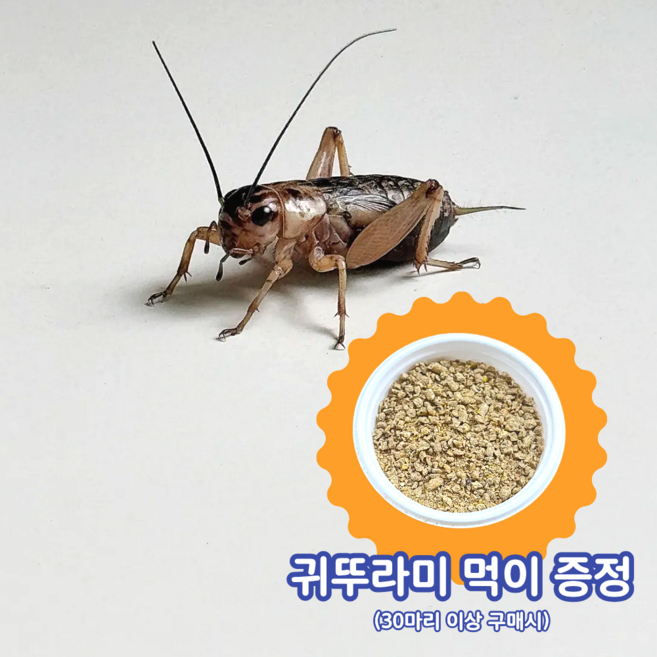 (안전포장) 플라스틱으로 주세요 귀뚜라미 소량 파충류 먹이용 쌍별귀뚜라미 소 중 도마뱀먹이, 50개, 소