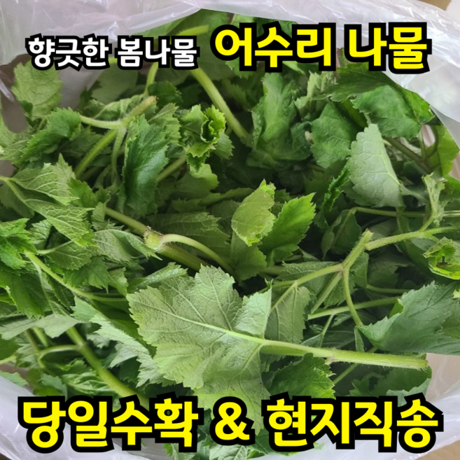 [산지직송] 어수리나물 임금님께 진상하던 산나물 향긋한 제철나물, 1개, 2kg