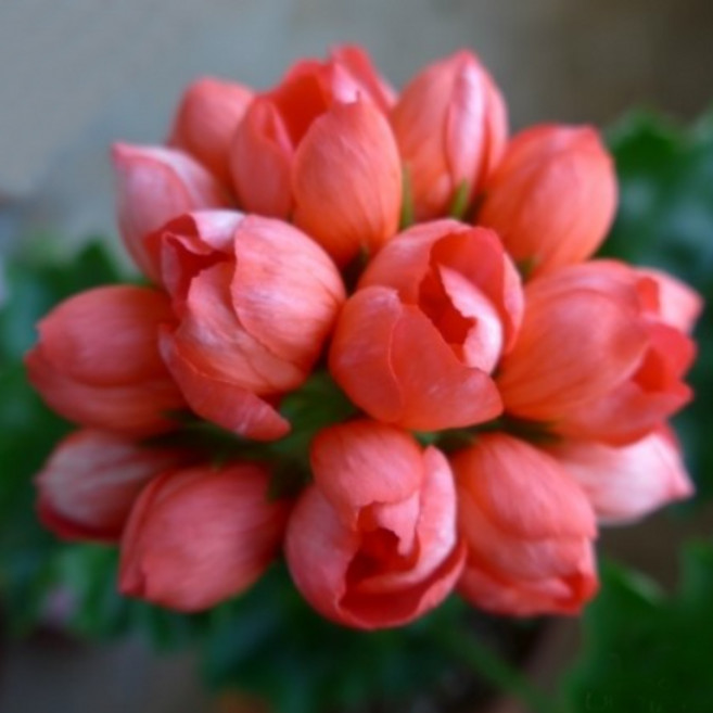 예쁜제라늄 유럽제라늄 튜울립계 레드판도라 농장직송 모종, 1개