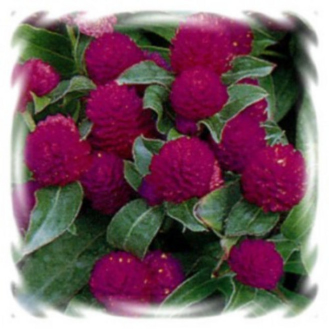 [꽃씨]천일홍, 1개