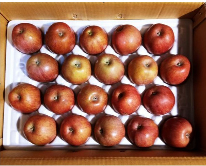 산지직송 맛있는 꿀 사과 부사 못난이 가정용 선물용 흠집 기스 낙과 5kg, 1박스, 가정용 중소과10kg(40개내외))
