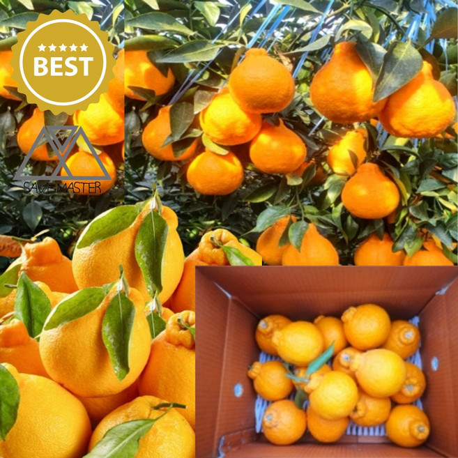 제주도 산지발송 가정용 한라봉 알뜰형 가성비 제주 못난이 주스용 쥬스용, 1개, 1kg(중과)