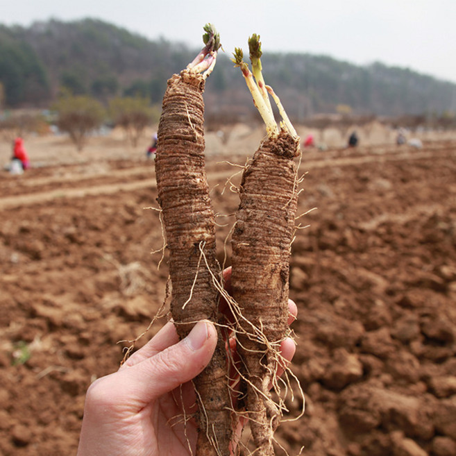 윤플러스 강원도 횡성 3년근이상 햇 더덕, 1박스, 더덕 대 500g(10~15개)