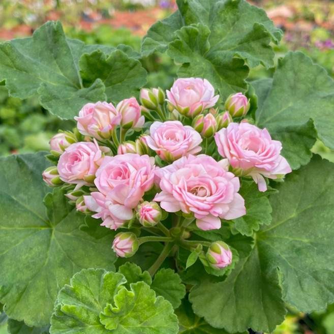 마이플랜트 신부의 부케 제라늄 소형 꽃모종 야생화, 1개