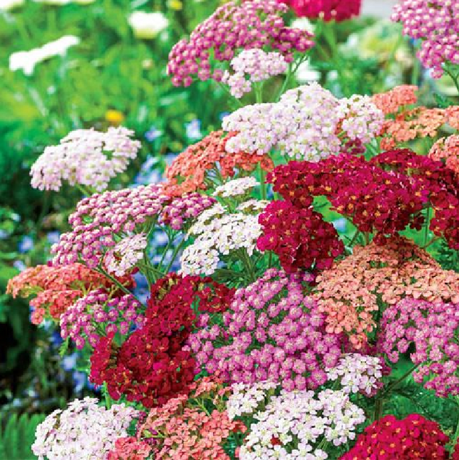 톱풀 썸머파스텔 8cm포트묘 모종 5개 묶음 노지월동 다년초 색상랜덤발송 케이야생화