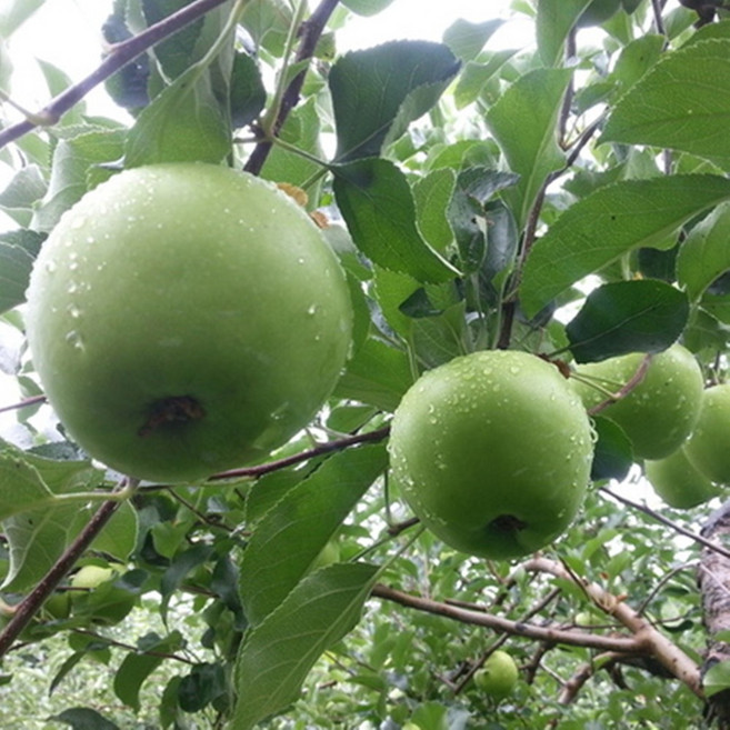 여름사과나무 아오리 썸머킹 썸머프린스 청사과나무묘목, (아오리청사과나무1년생), 1개