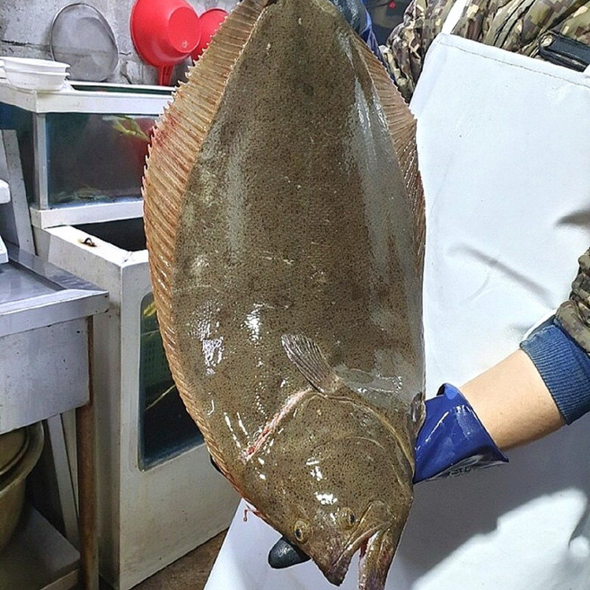 국내산 대광어 곤부지메 숙성 광어 회 필렛, 4개, 200g