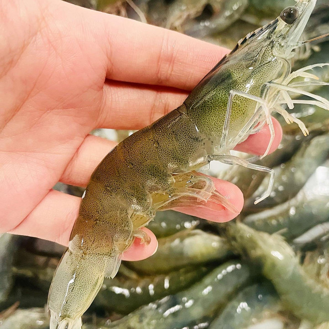 제철 통영 가리비 소라 전복회 개불 깐멍게 해산물외, 팔딱 활새우1kg, 1개