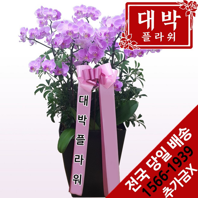 대박플라워 핑크호접 서양란 승진선물 취임란 영전 이전 발령 개원 개소 인테리어 개업선물 선생님선물 부모님선물 전국꽃배달서비스, 1개