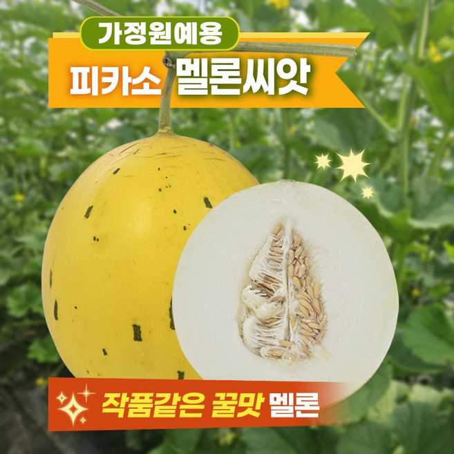 멜론씨앗 피카소 가정원예 텃밭용 작품같은 프리미엄 멜론 10립, 1개