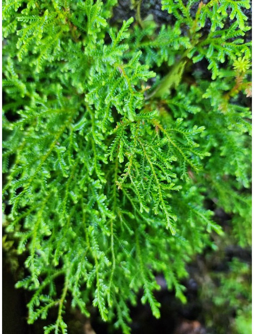 苔鑽 異葉卷柏 擬蕨類植物 生態瓶造景 半水景生態缸, 1個