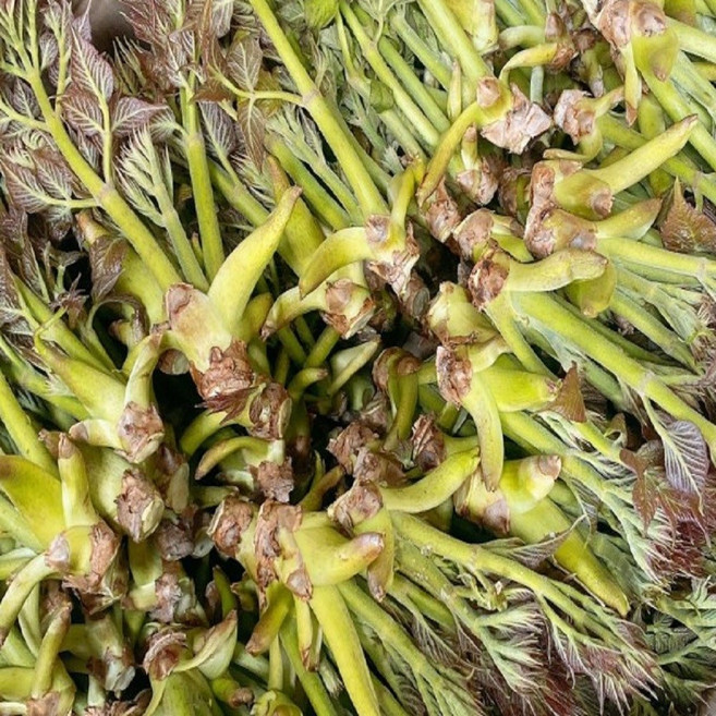 자연산 야생 참두릅(장아찌용) 1Kg 1박스