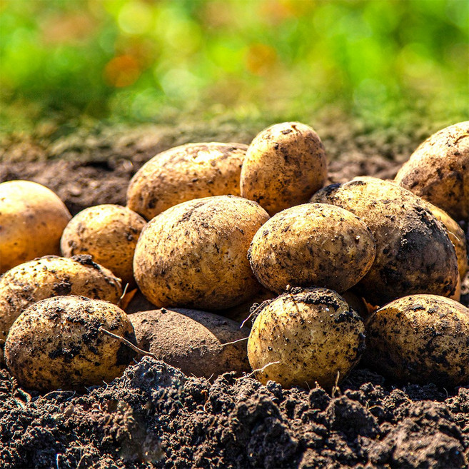 강원도 햇감자 두백감자 분감자, 1박스, 두백감자 (중) 1kg