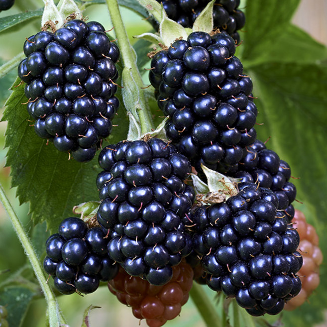 [베리세상] 고창 냉동 블랙베리 1kg(특품트레이포장), 1개, 단품