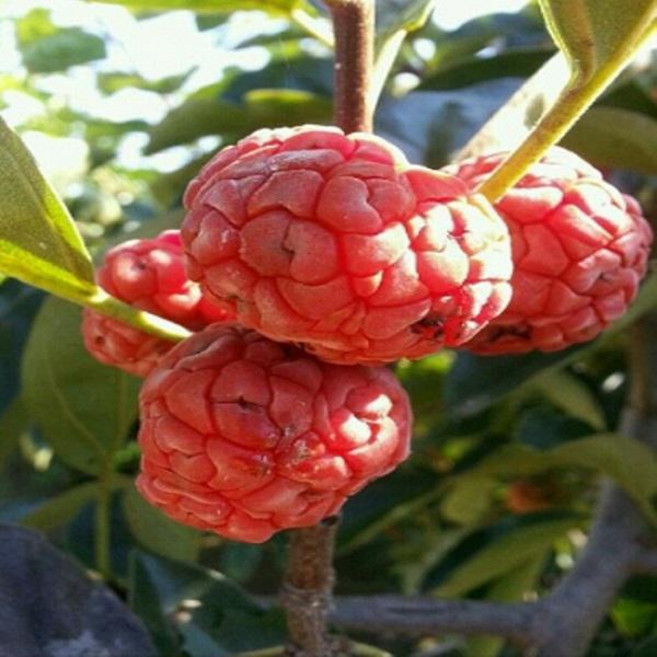 산수유나무/ cornus officinalis /큰나무 /r6 /성목/결실주 유실수 정원수 약용수, 1개