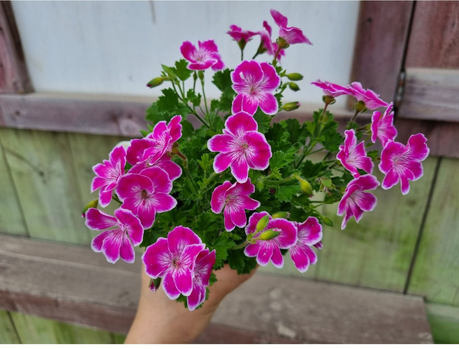 (떡잎상가) 비현실적이게 예쁨~ 랜디제라늄<3번>희귀칼라 소품, 1개, 사진참조