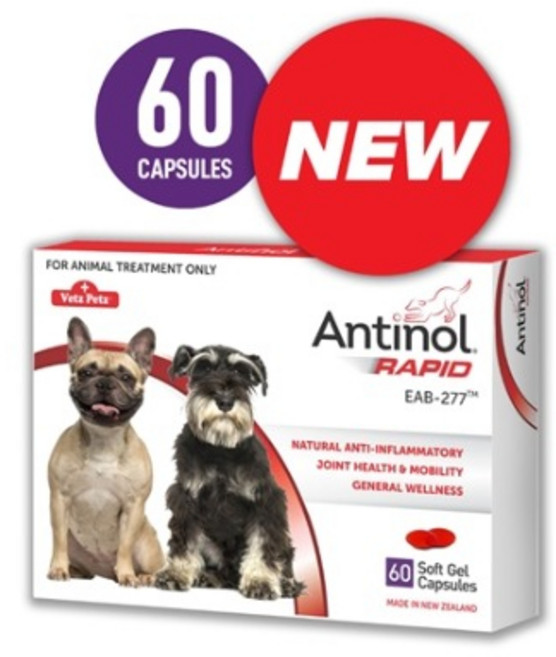 안티놀 래피드 강아지용 관절영양제(60정) 초록입홍합 크릴오일 강아지관절약, 60정, 1개