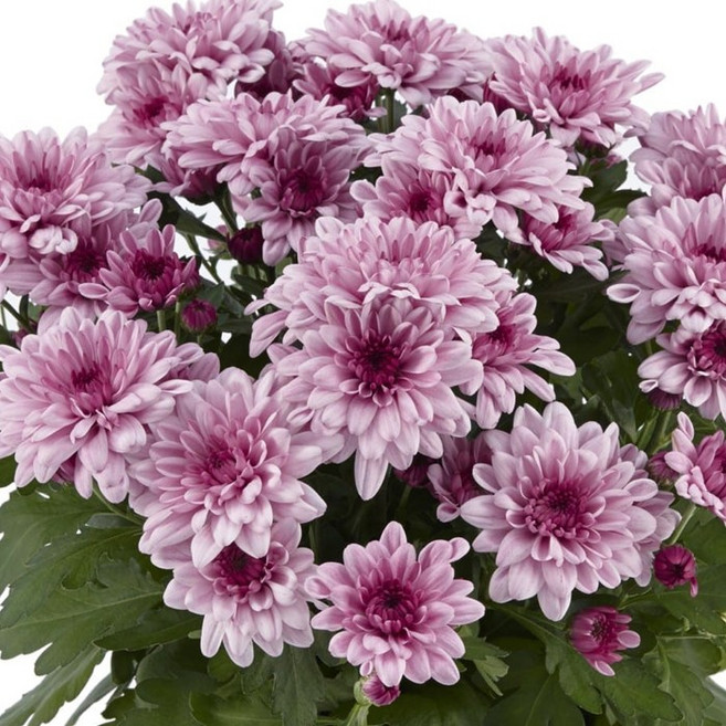 어린모종 국화 포트멈 중륜 8cm분, 마운트 아비스크 핑크, 1개