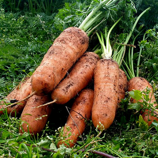 제주 구좌 국내산 햇 흙당근, 5kg(중), 1개