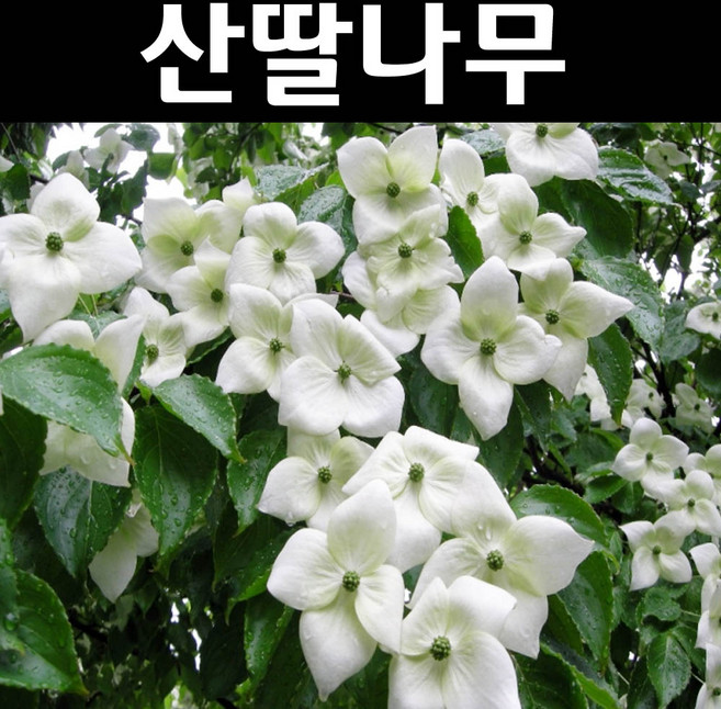 산딸나무 묘목 실생5년 개화주 분묘1개/정원수 조경수, 1개