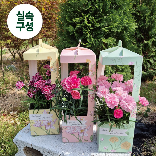 아비가든 카네이션 선물세트 생화 (특상품) 꽃선물 꽃화분 어버이날 스승의날, 1개, 1.파스텔 카네이션 세트