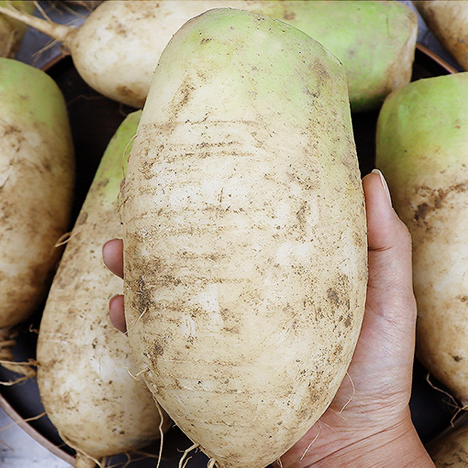 해송 강원도 햇 흙무, 1박스, 10kg (흙무)