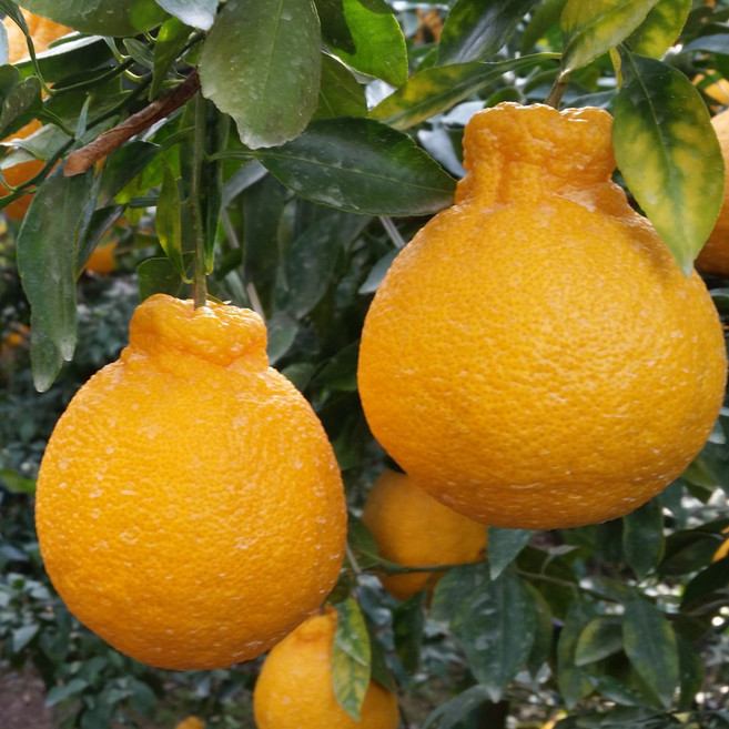 제주 한라봉 고당도 프리미엄 제주감귤 산지 직송, 1박스, 3kg 가정용 중소과 17과 내외