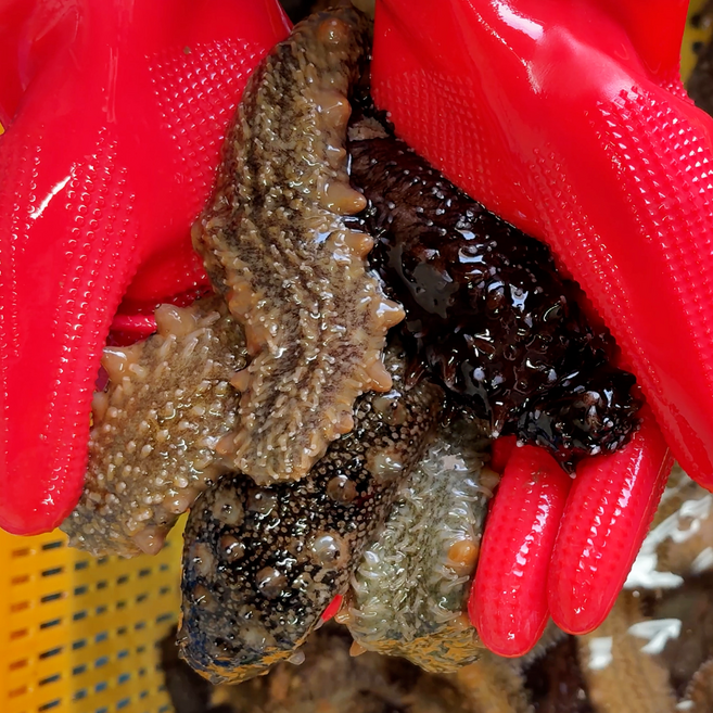 통영 해삼 500g, 1개