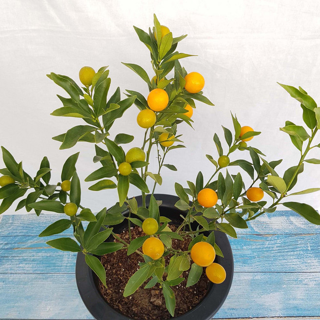 무지개정원 금귤나무 중품 45-55cm ( 낑깡나무 ), 1개