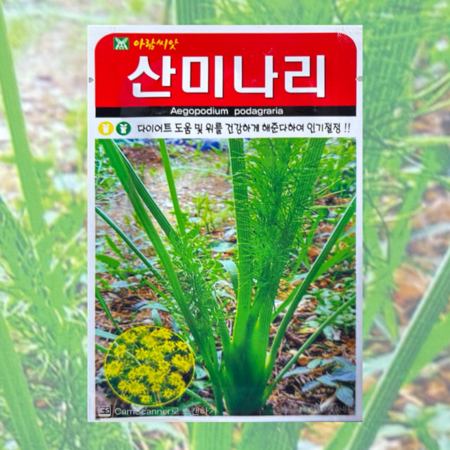 산미나리씨앗 400립 26년포장 산채종자 미나리씨앗