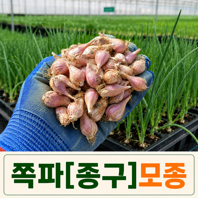 [팜톡톡 직영] 예천 쪽파 종구 1kg 국내산 2026년 6월 수확 휴먼타파 저온저장 특급 종구 쪽파종구모종 재배용, 1개