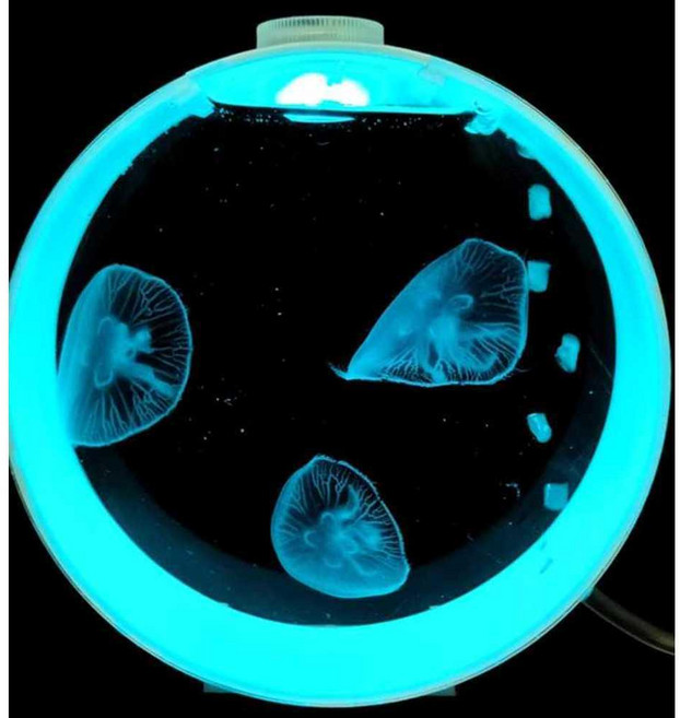 기르기 세트 열대어와 포함 수초 해파리 어항 (해파리는 포함되지 않습니다), 1개
