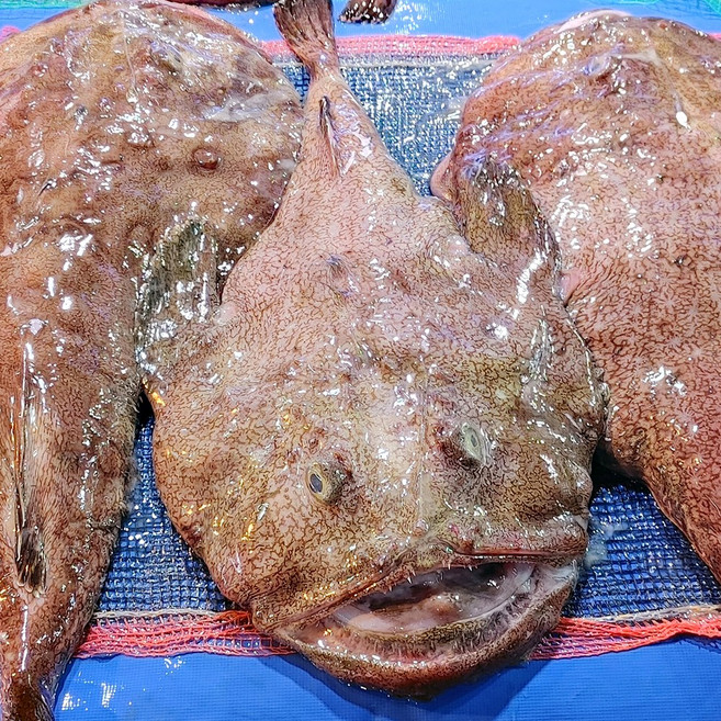 국내산 아귀 국산 손질 아구 아귀찜, 1박스, 원물 (7-8미) 10kg 내외