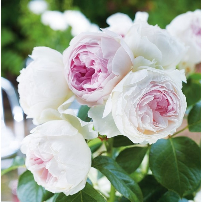 유럽 사계관목장미 헤르초긴크리스티아나 6치 포트묘 3년생 땅장미나무 묘목 노지월동