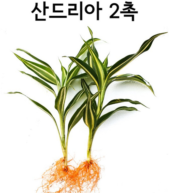 산드리아 (2촉) 인기수초 아름다운수초 초보용수초 수초 수아쿠아 초보수초, 1개