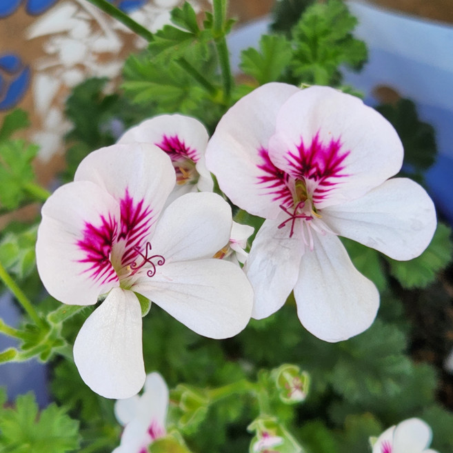 유담정원 화이트랜디 제라늄 유럽 꽃 화초 모종, 1개